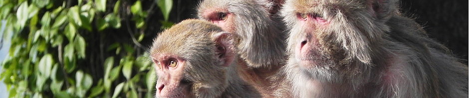 Shimla monkeys.