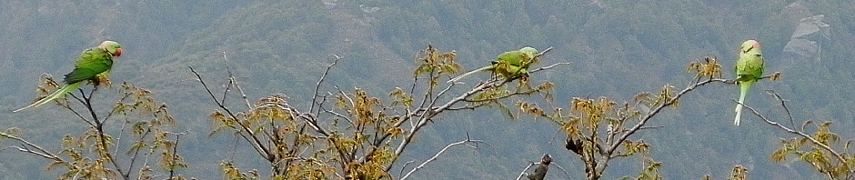 Parrots and the Himalayas in Palampour.