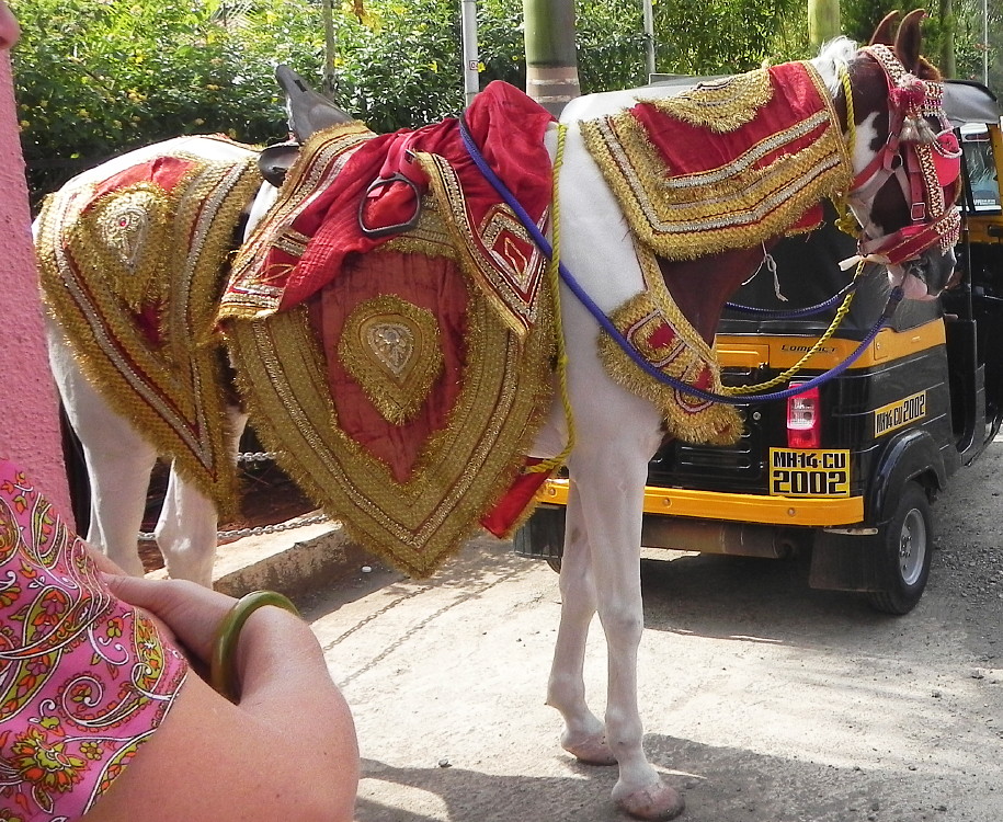 Indian wedding horse.