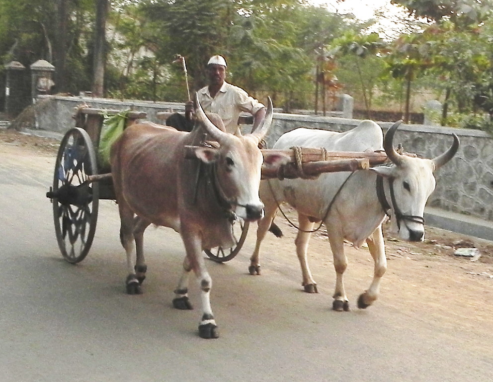 Oxcart in Lonavla, India.