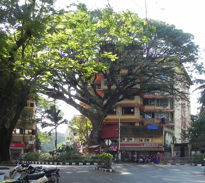 Big Panaji tree.