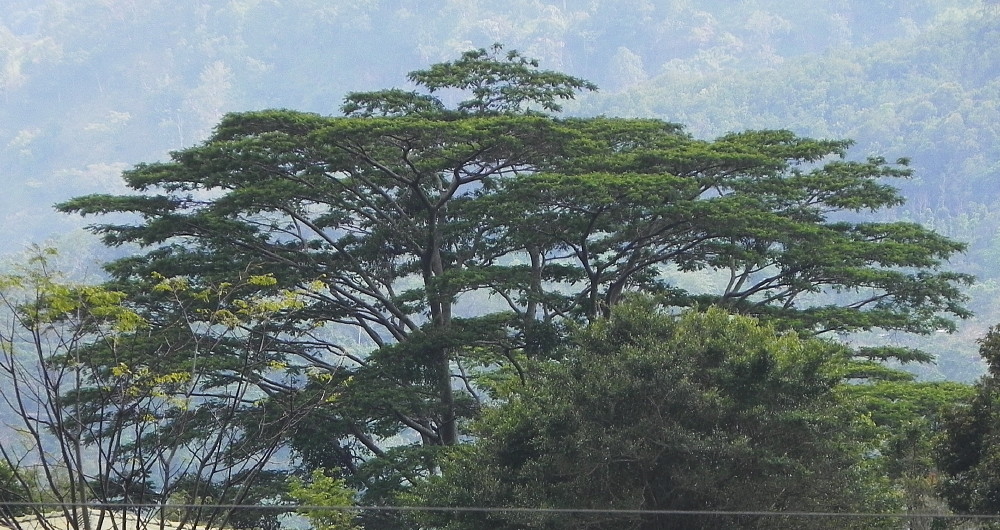Sri Lankan tree.