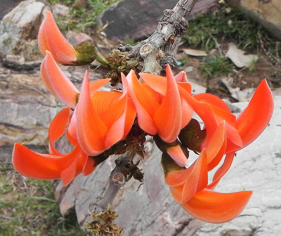 Omkarishwar flower.