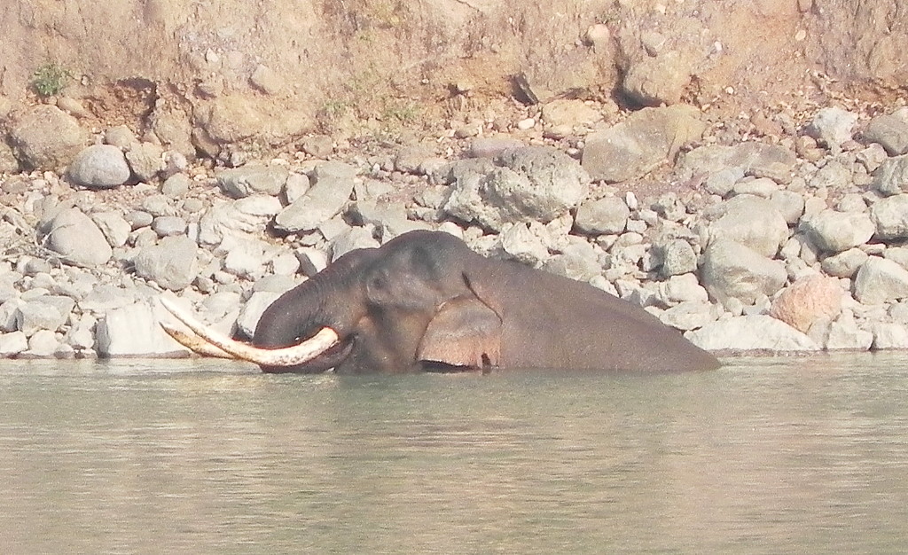 Elephant in Ganges.