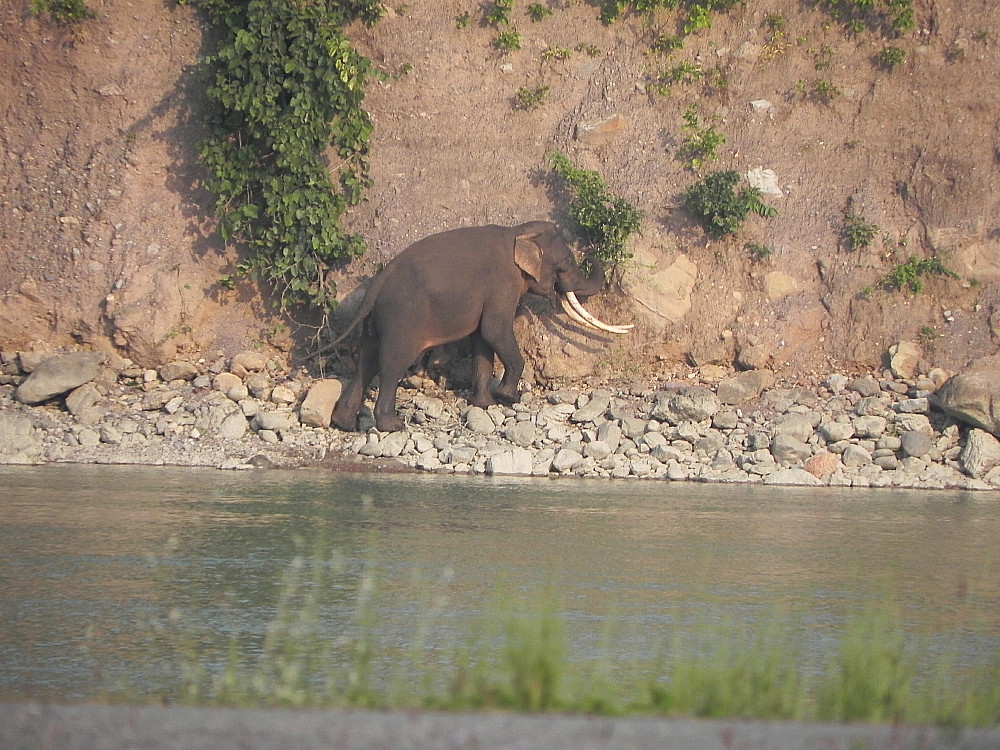 Elephant on Ganges.