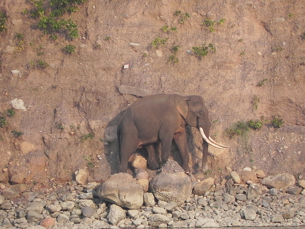 Elephant on the rocks.