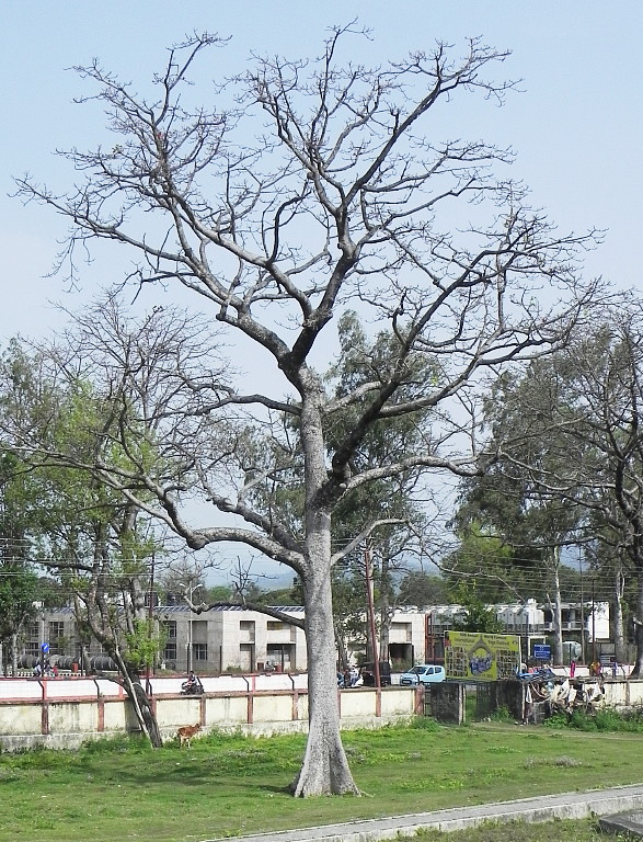 Rishikesh tree.