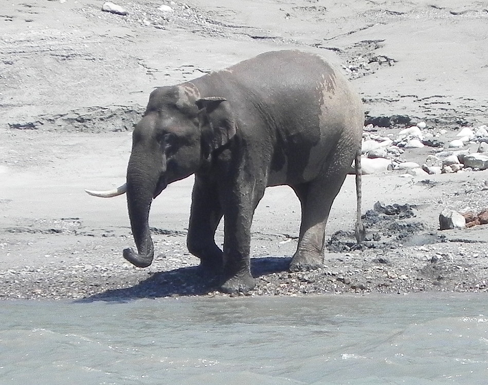 Elephant bathing.