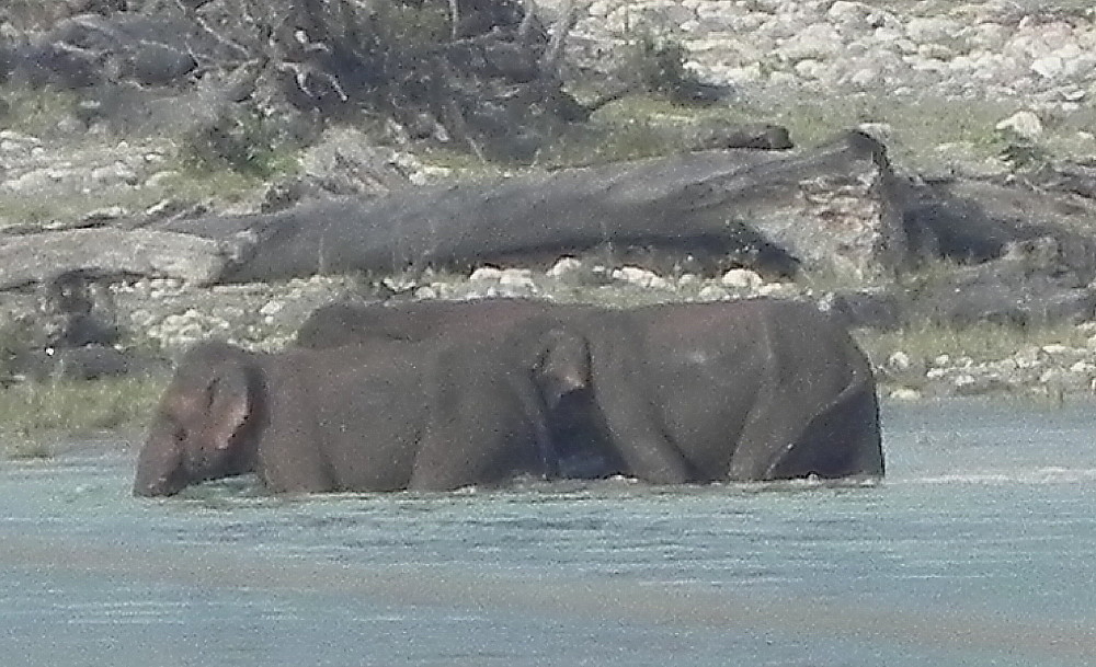 Elephants crossing Ganges in Rishikesh.