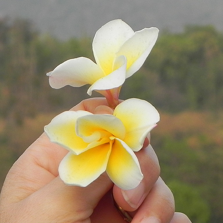  Rishikesh tree flowers.