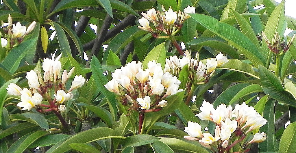 Rishikesh tree flowers.