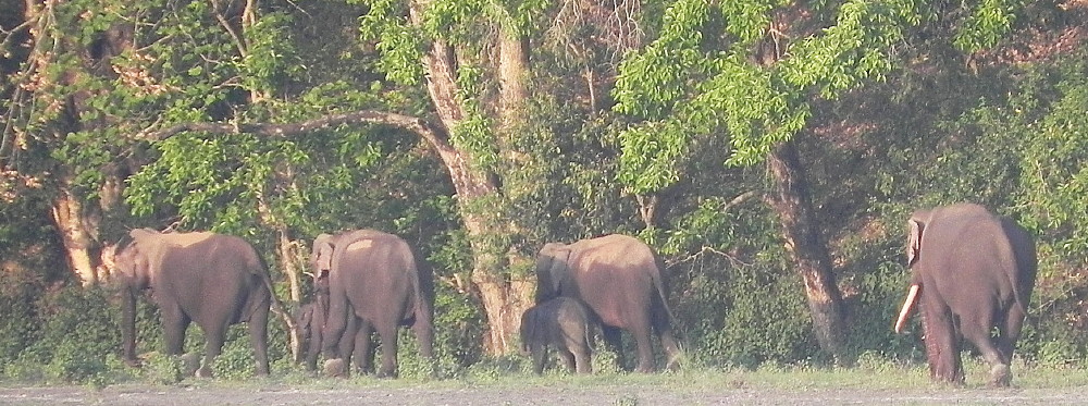 Elephants along the Ganges.