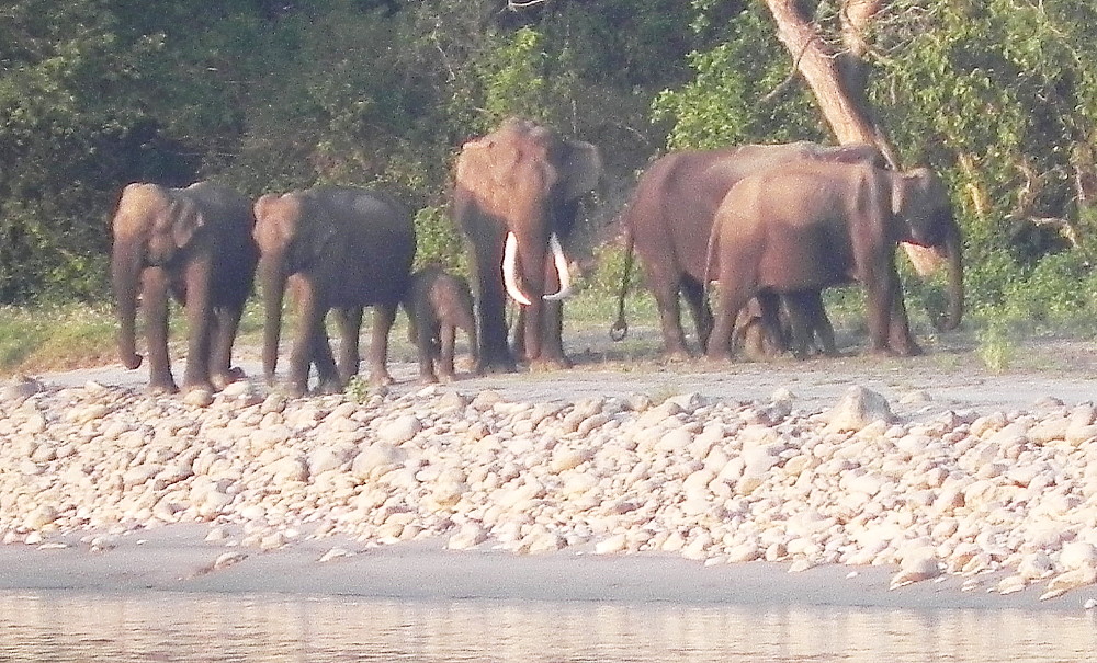 Elephant watching the watchers in Rishikesh.