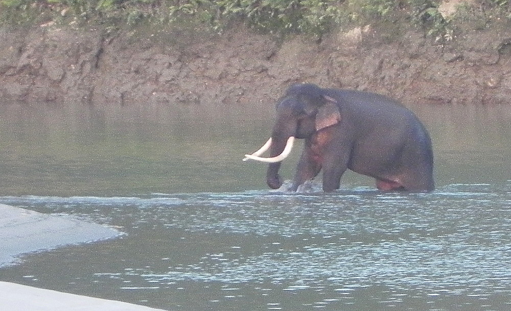 Elephant crosses Ganges.