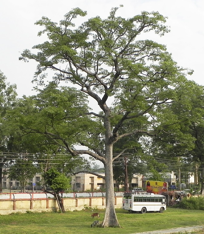  Rishikesh tree.