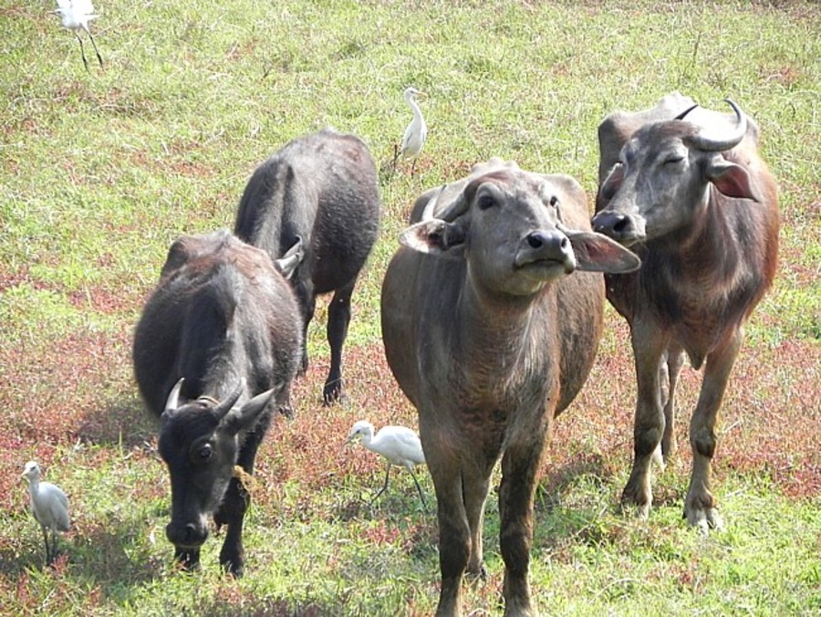 Buffalo in Goa.