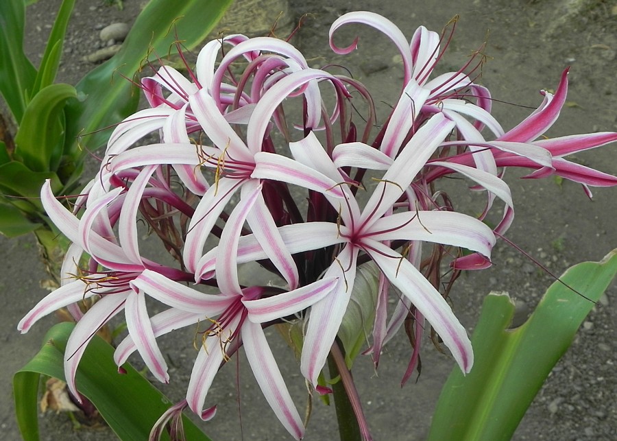 Sadhana Mandir flower.