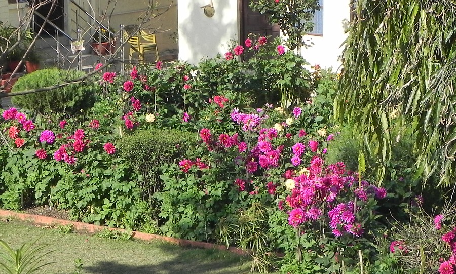 Sadhana Mandir with the main Dahlia garden