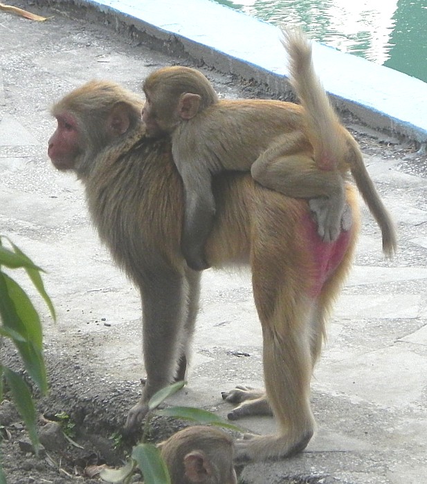 Monkey and baby.