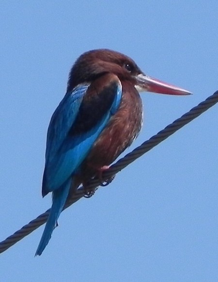 Kingfisher in Rishikesh.