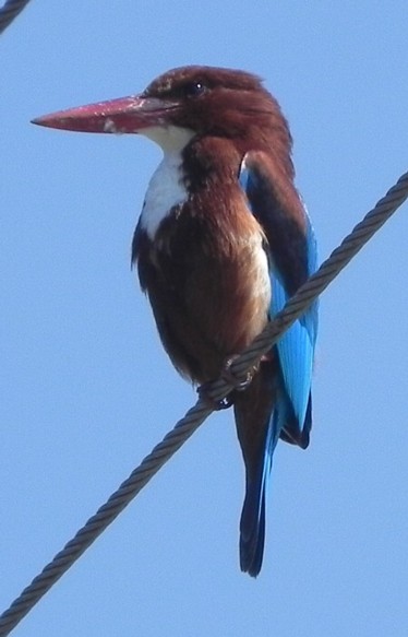 Second kingfisher in Rishikesh.