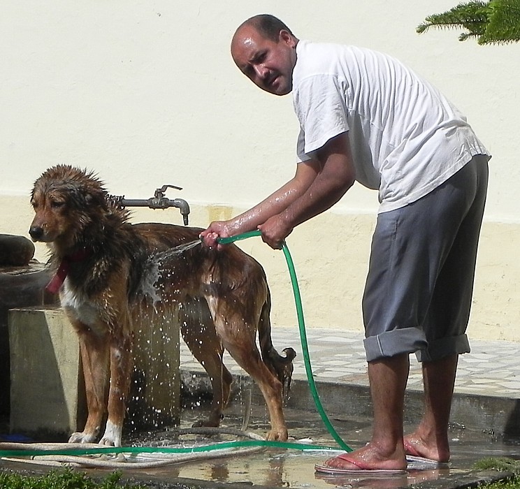 Dog being washed.
