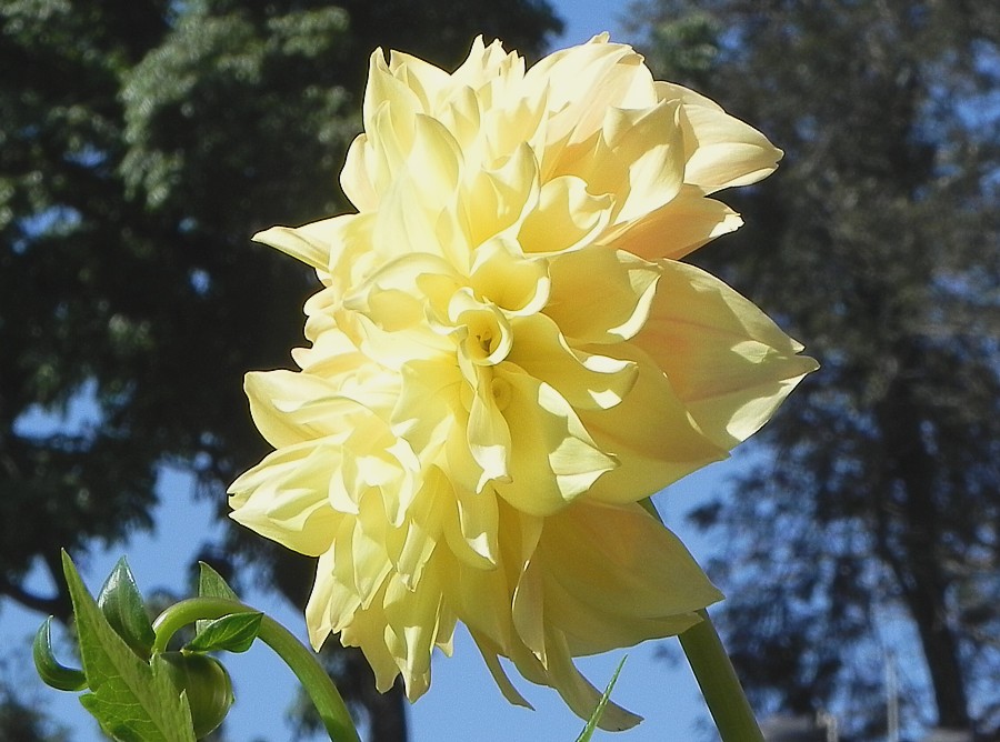 Yellow Dahlia.