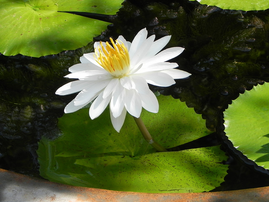  Lotus in Auroville 
