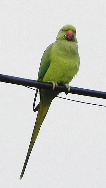 One of many parrots outside our window in Mumbai.