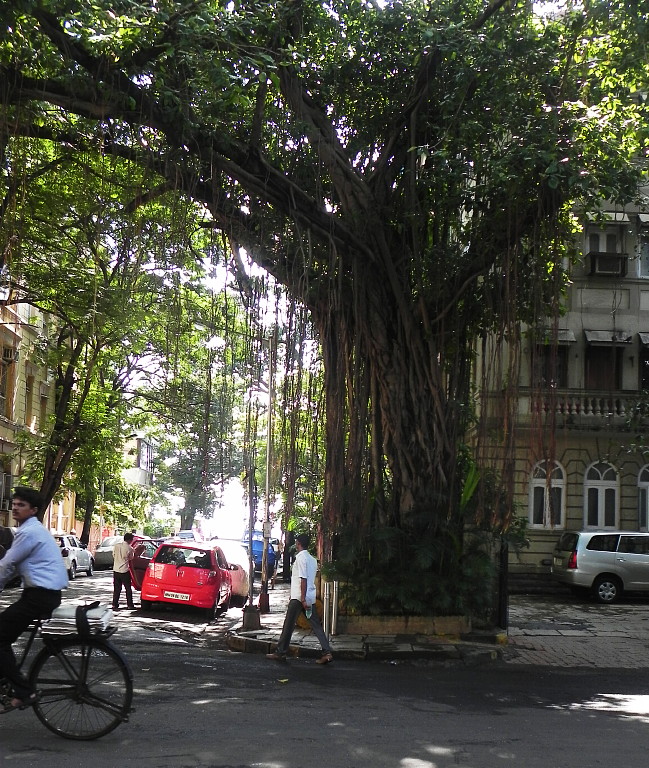  A Banyon tree on a Mumbai side street in Colaba. 