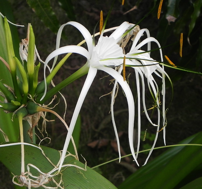 A Kaivalyadhama flower.