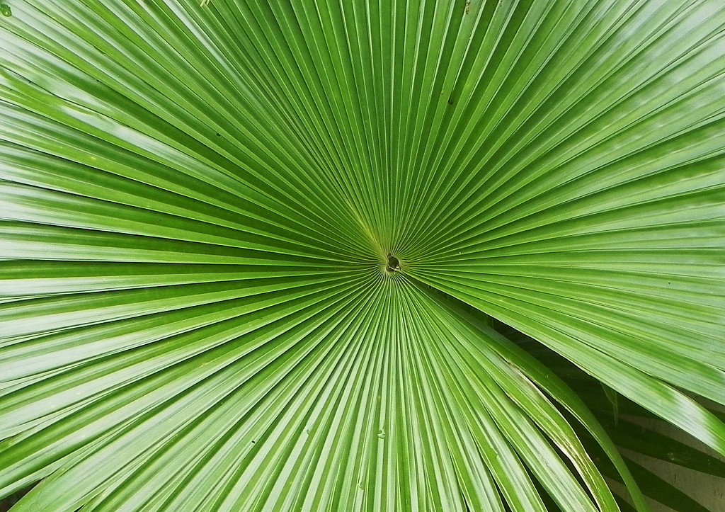 A Kaivalyadhama palm leaf.