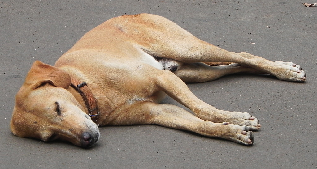 Lalu, in one of his favorite positions, sleeps in the middle of the road.
