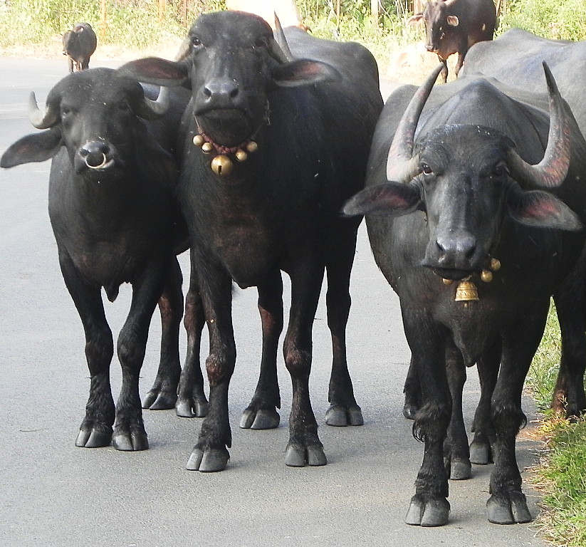 Cows along the road to the Temple.