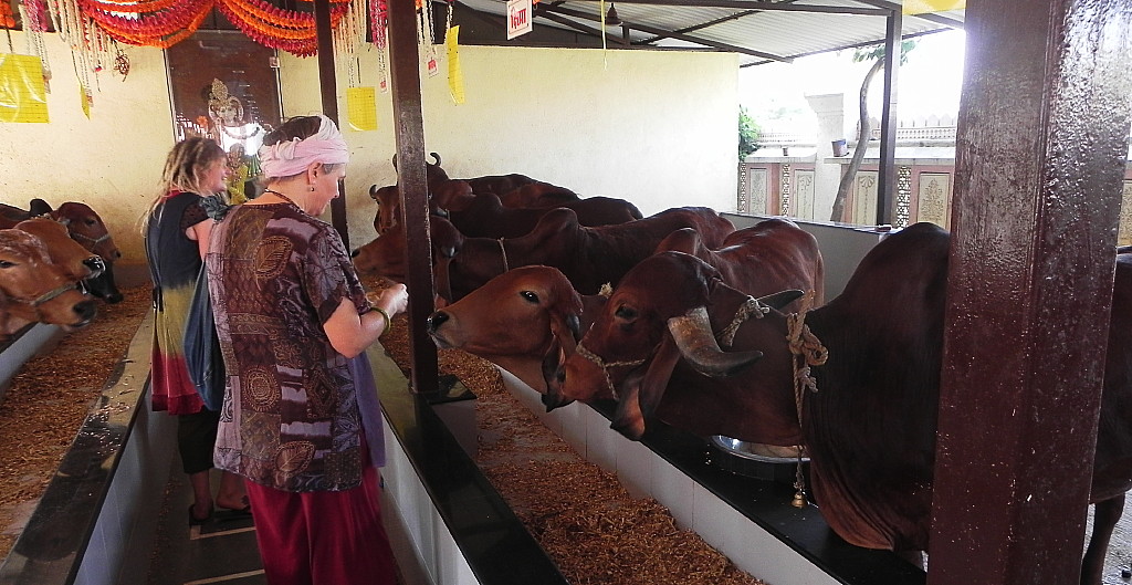 Petra's feeding the cows at the Lonavla Shree Narayani Dham temple.