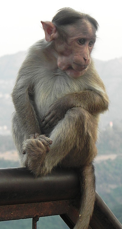 Monkeys in Monkey Park, Lonavla, near Sunset Point.