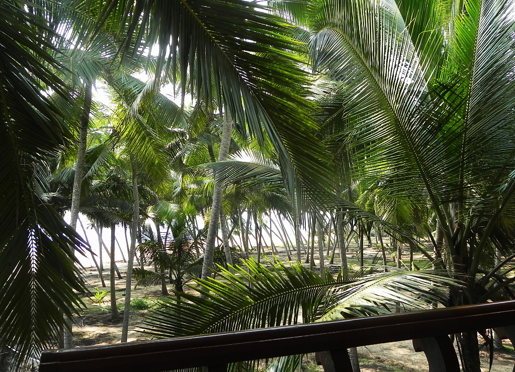 View through the palms to the Arabian Sea from our balcony.
