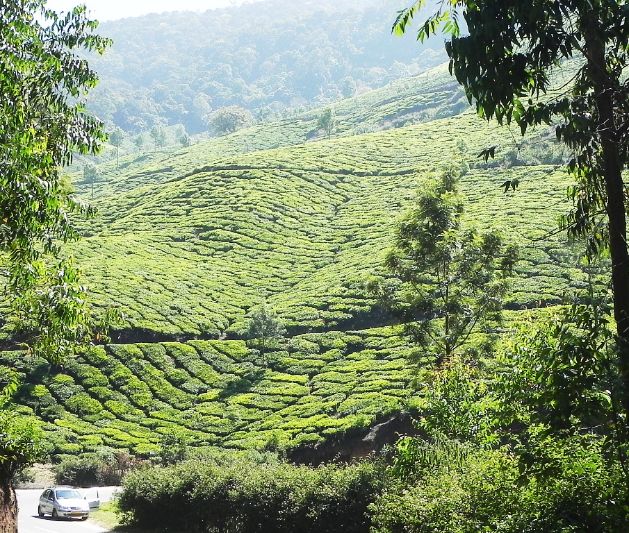 Tea plantations at Munnar.
