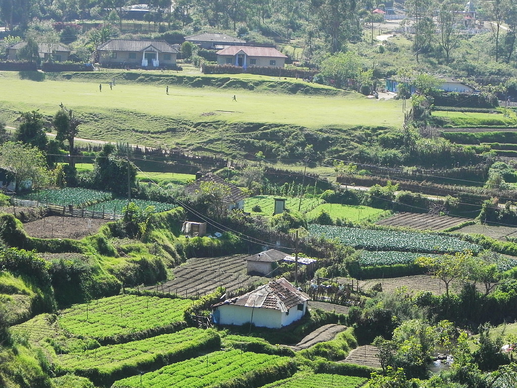 Rich fields near Munnar.