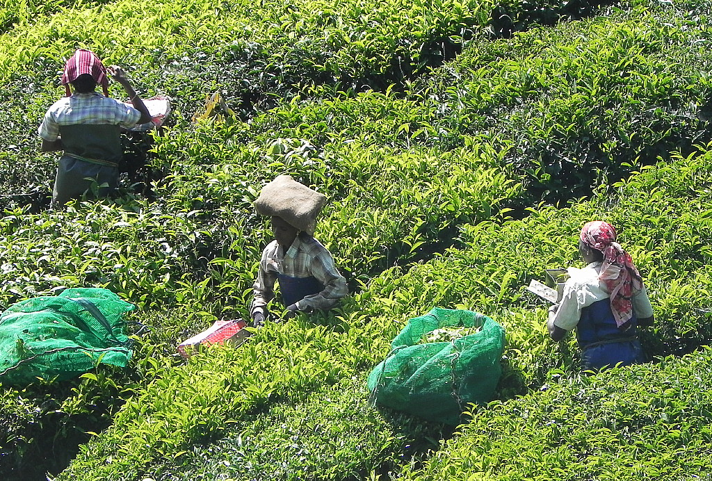Women cutting tea at a tea plantation near Munnar.