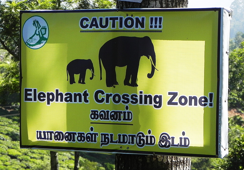 Elephant crossing.