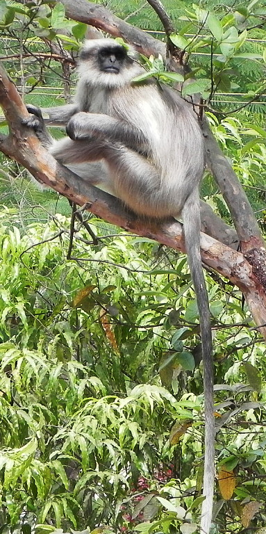 Monkey in K'dham tree.