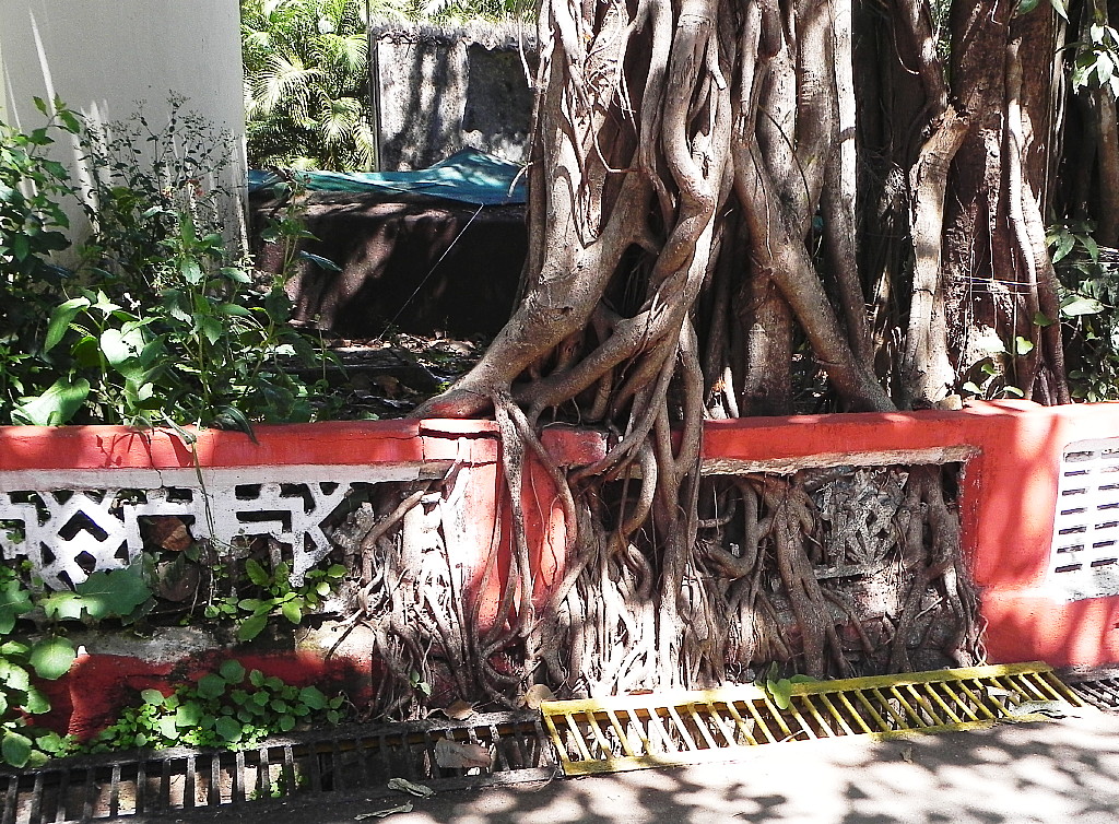 Banyan tree.