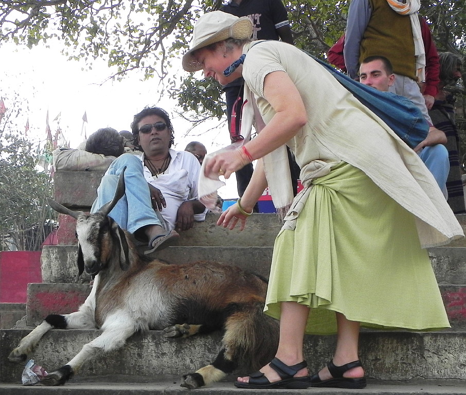 goat in Varanasi.