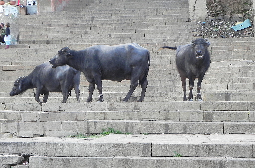 Varanasi cattle.