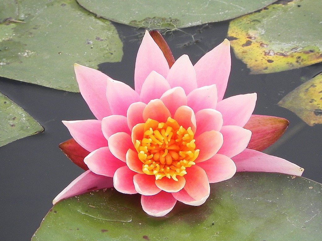 Lotus on a nearby pond.