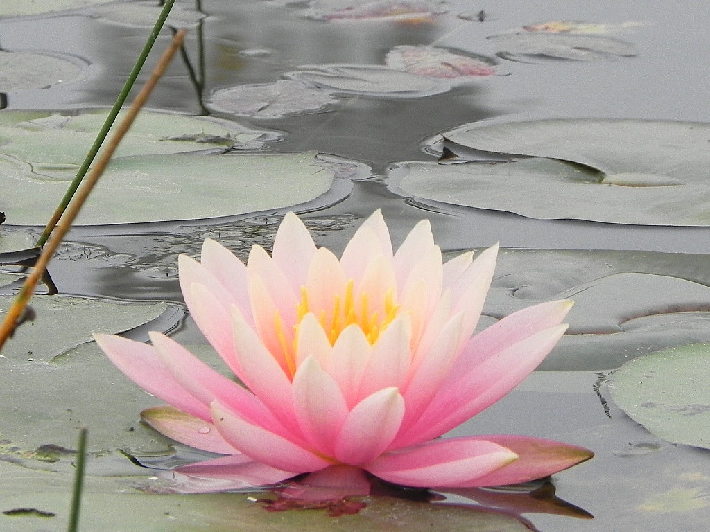  Lotus on a nearby pond.