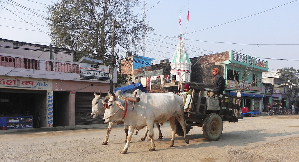 Ox cart in Lumbini town.