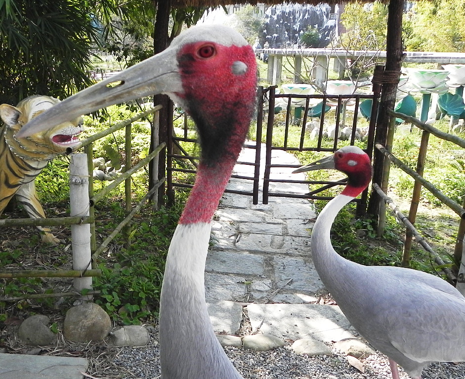 Sarus Cranes, Lumbini, Nepal