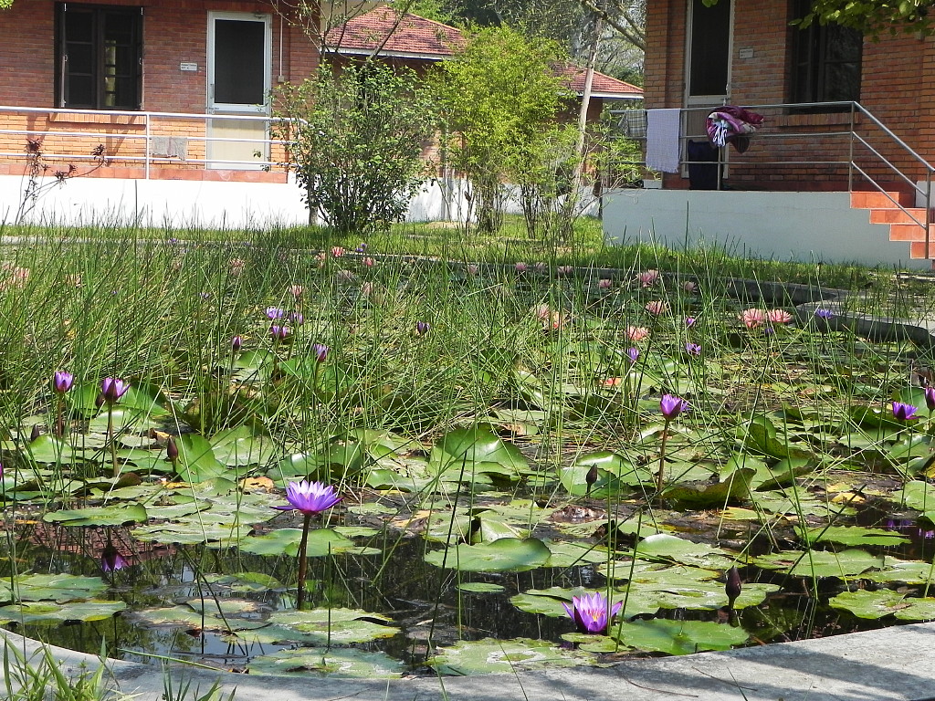 Ponditerama lotus pond.